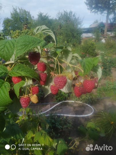 Саженцы малины 4 сортов