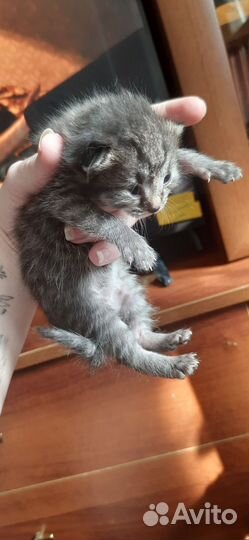 Домашние животные котята