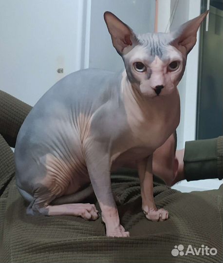 Донской сфинкс вязка