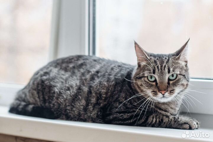 Отдам котика