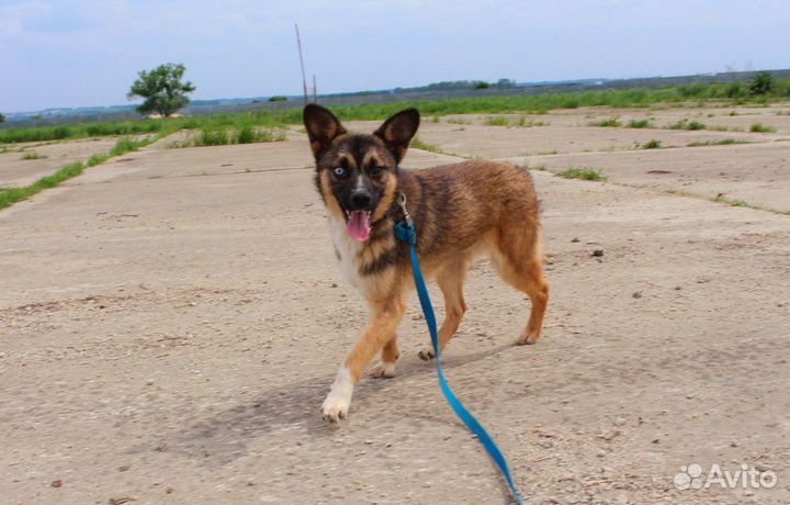 Собака в дар