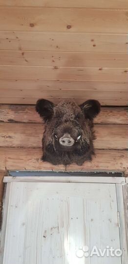 Чучело головы кабана