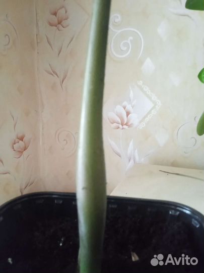 Замиокулькас