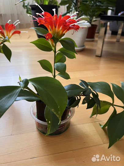 Эсхинантус цветы