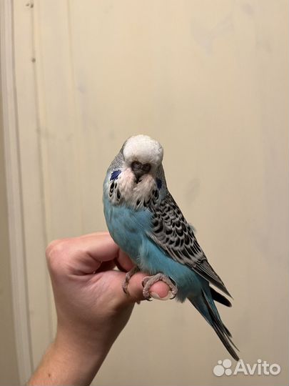 Выставочный волнистый попугай, ввп чех птенец