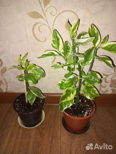 Комнатные цветы