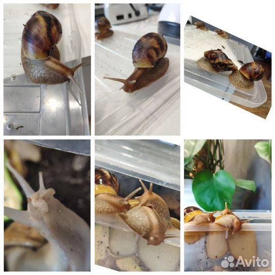 Улитки Ахатины бесплатно