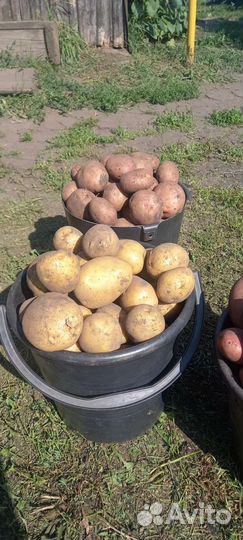 Продам картофель