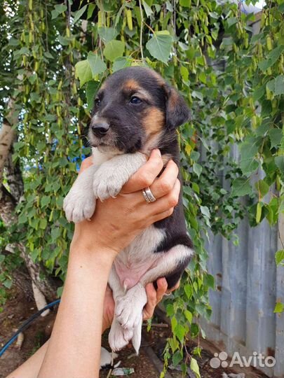 Очаровательный щенок 1 месяц в добрые руки
