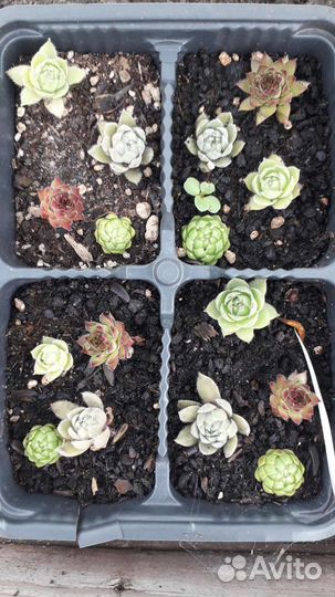 Молодило (каменная роза)