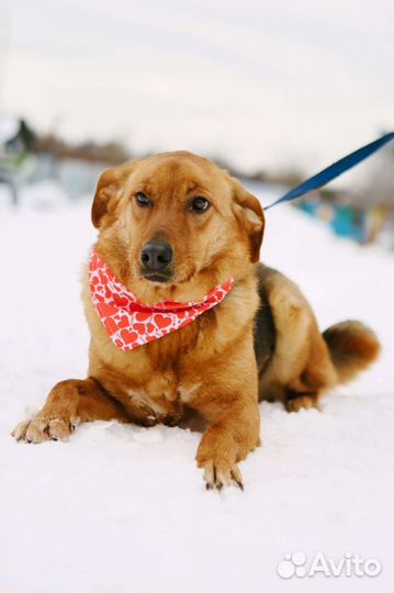 Отдам в хорошие руки собаку Баффи