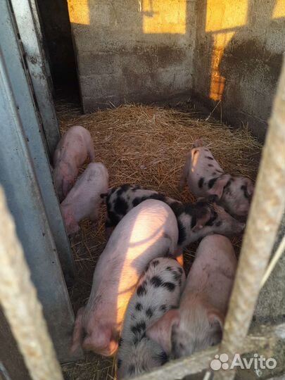 Поросенок ландрас дурок