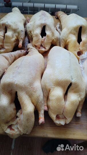 Мясо домашних гусей и уток мулардов