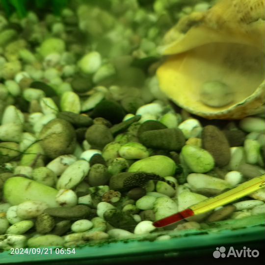 Мальки сома