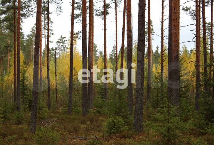 Участок 10 сот. (СНТ, ДНП)