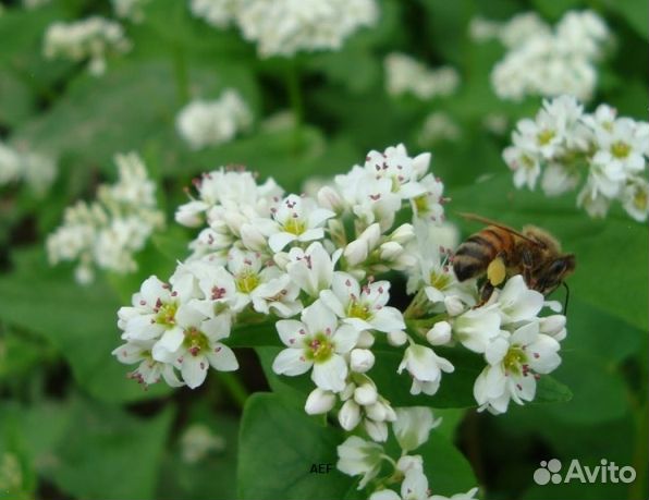 Мед 24 года Алтайский опт