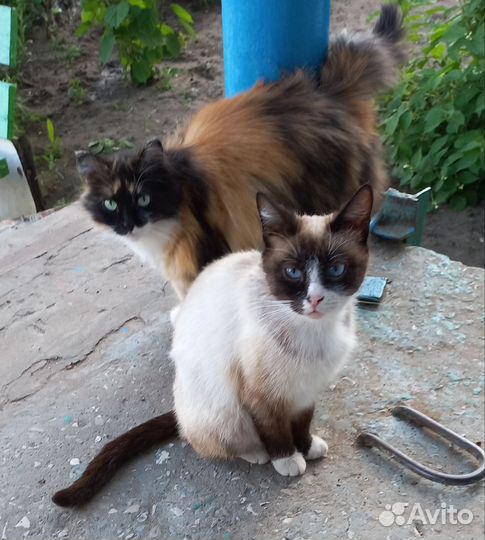 Кошка сноу-шу