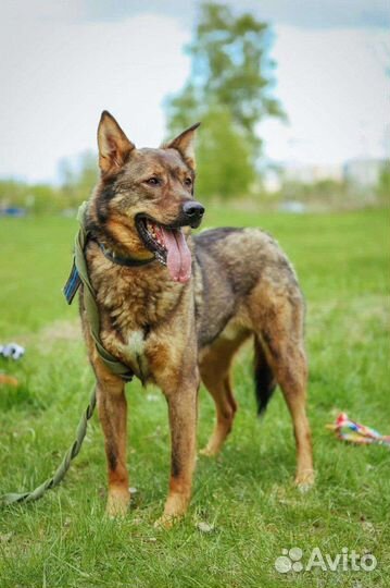 Собаки бесплатно в добрые руки