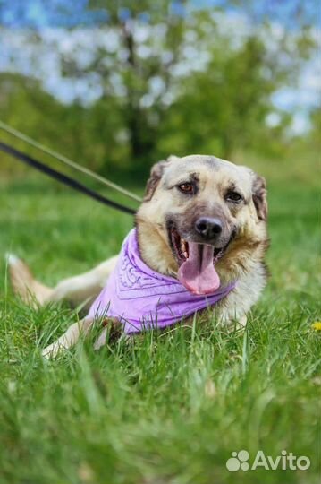 Собака в добрые руки, Октавия из приюта