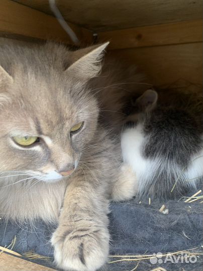 Котенок 2 месяца