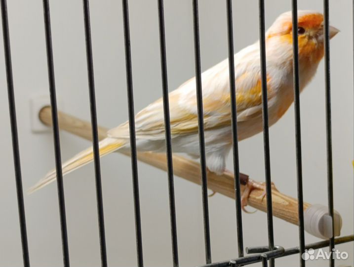 Канарейка сатинет красный мозаик, самец