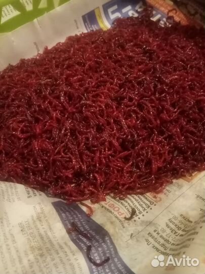Мотыль кормовой