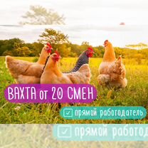 Вахта 20/30/60 Работник на птицефабрику сидя