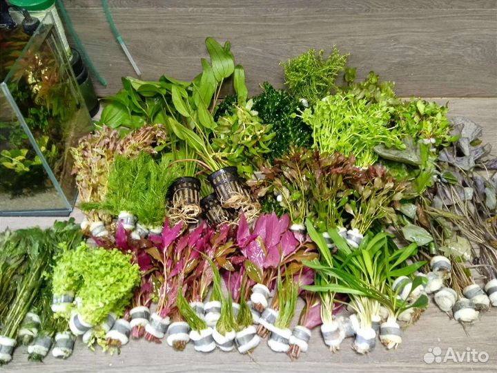 Аквариумные растения