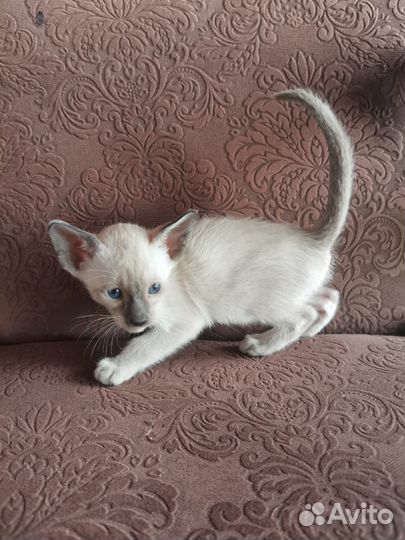 Ориентальные котята