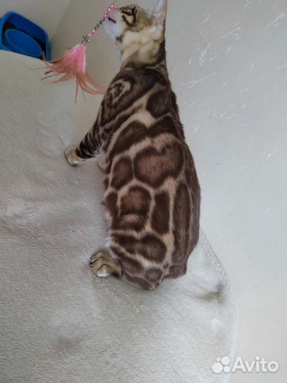 Бенгальский кот