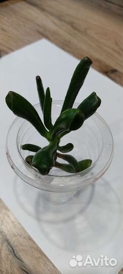 Крассулла Триколор и Коралл (толстянка)