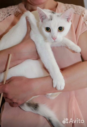 Кошечка в добрые руки