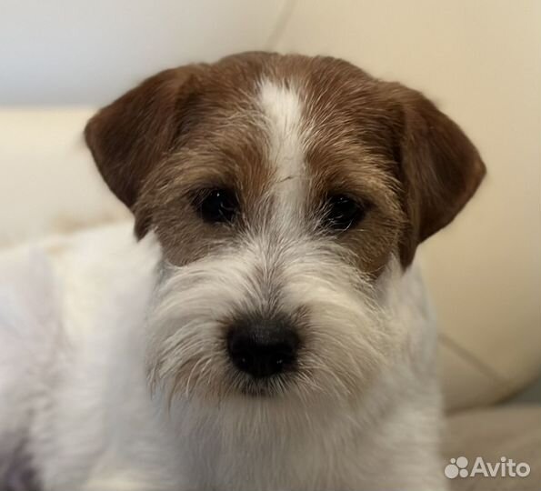 Щенок Джек Рассел терьер