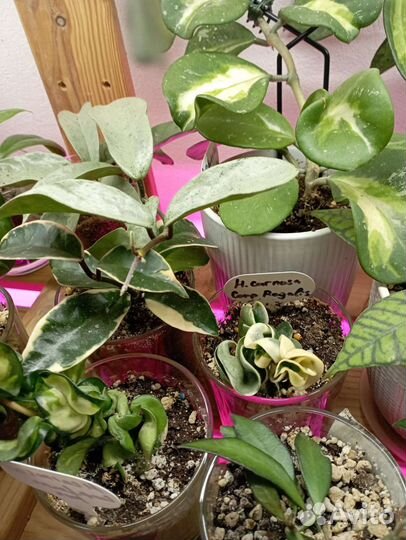 Хойи на срез