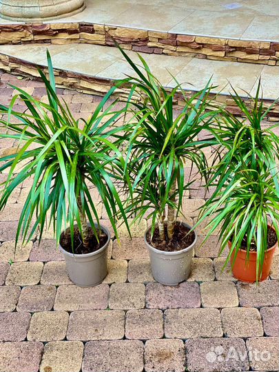 Пальма драцена