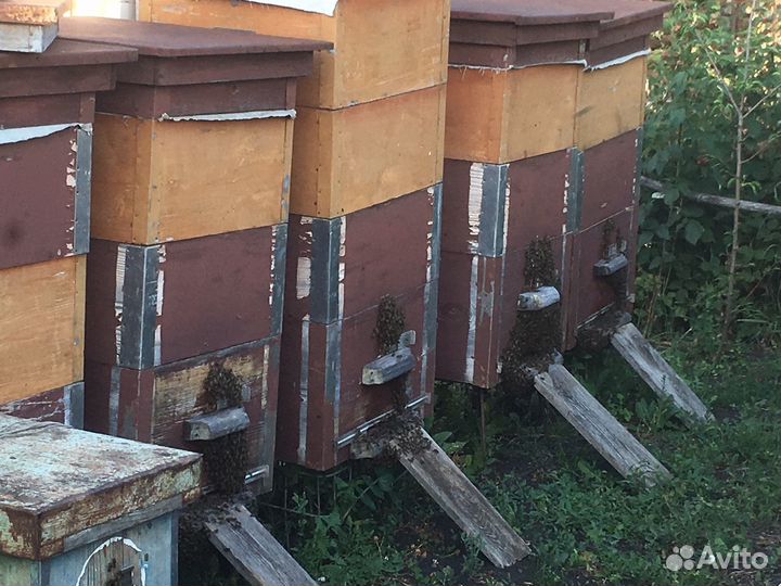 Продам пчелосемьи