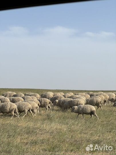 Бараны овцы