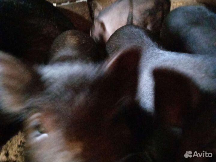 Вьетнамск вислобрюхий поросенок