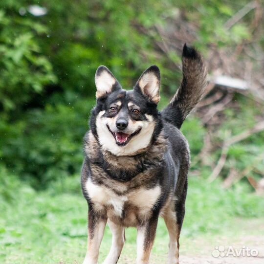 Невысокая собака Шутка в добрые руки
