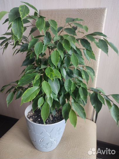 Фикус Бенджамина Анастасия