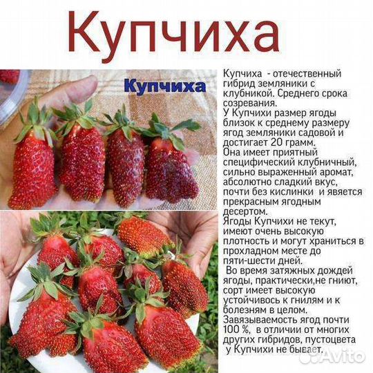 Рассада земляники садовой