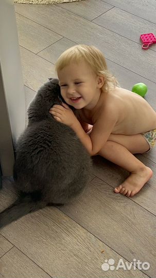 Отдам кота в добрые руки