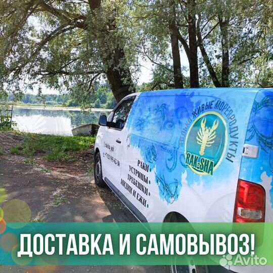 Живой гребешок Морской Морепродукты