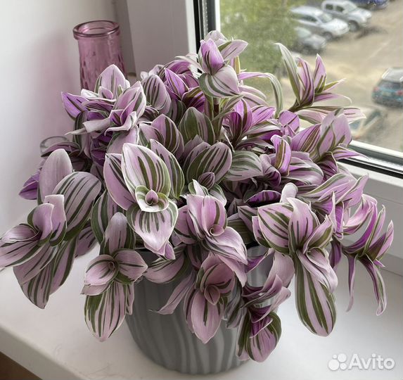 Традесканция нанук (черенки)