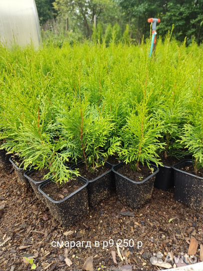 Саженцы в ассортименте