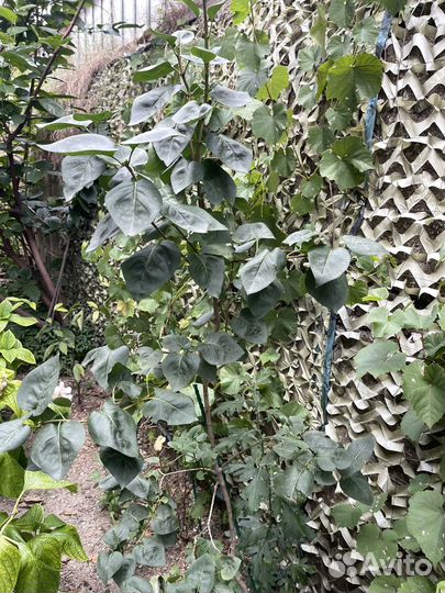 Сирень дерево