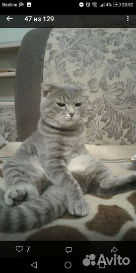 Шотландский вислоухий кот