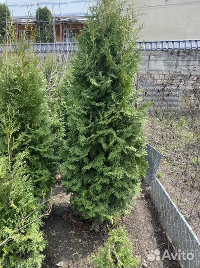 Туи в наличии