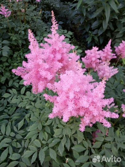 Астильба, хоста