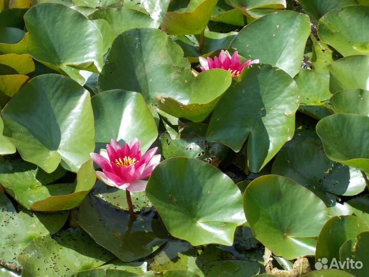 Корневища водных лилий с побегами